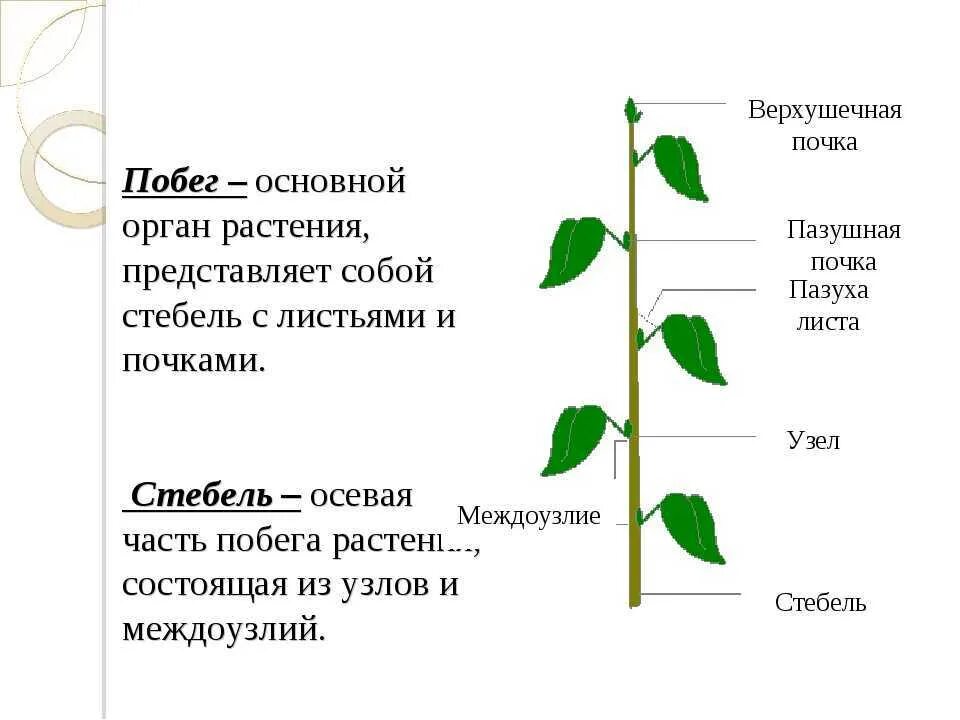 Функции побега цветкового растения. Части побега стебель листья и почки. Побег и почки, строение стебля и листа.. Строение побега по биологии 6 класс.