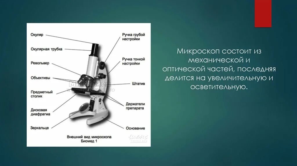 Микроскоп и его части 5 класс биология. Окулярная трубка микроскопа. Цифровой микроскоп строение револьвер. Строение микроскопа револьвер. Правая окулярная трубка микроскопа.