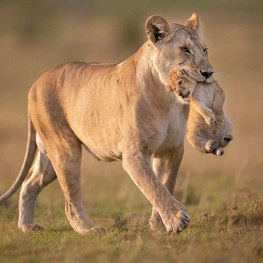 Дикая львица ты. Видео дикая львица. Львы в дикой природе. Красивая львица. Территория прайда львов.