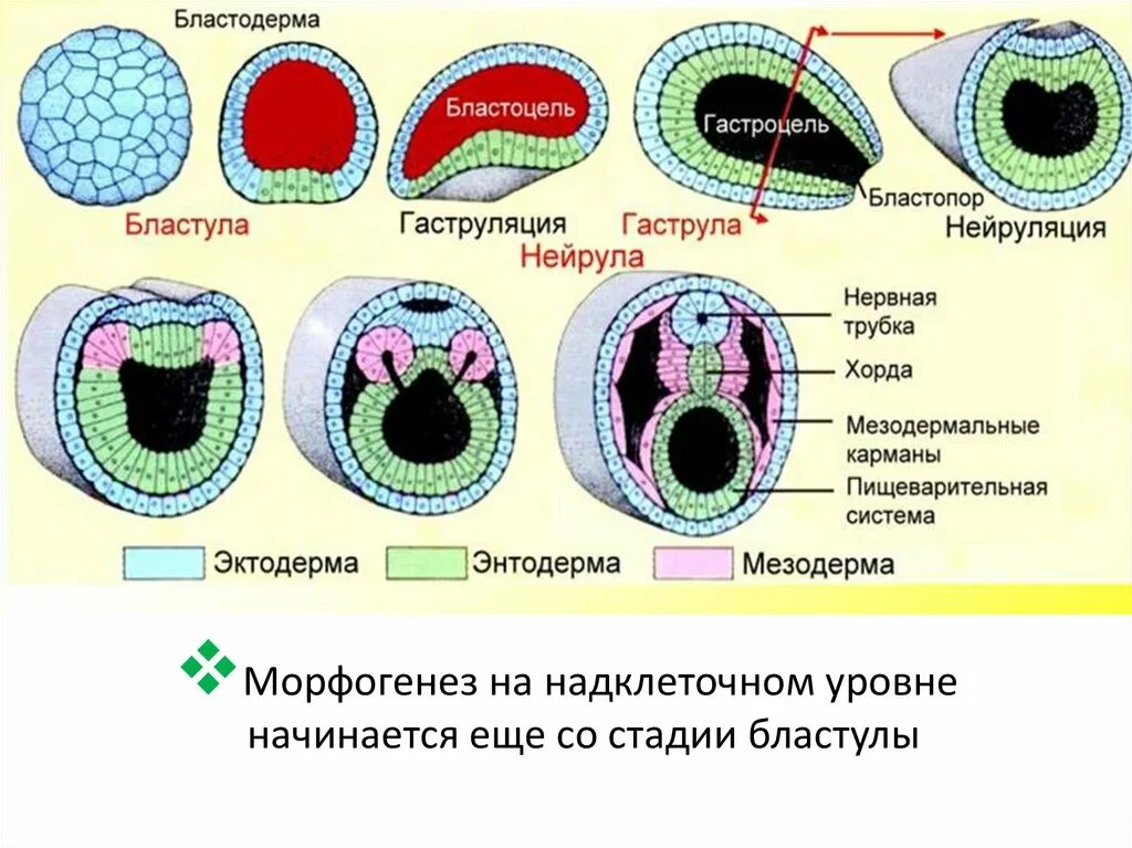 Какой зародышевый листок формируется на стадии. Стадии эмбриогенеза бластула гаструла нейрула. Бластула гаструла бластопор. Эмбриогенез бластула гаструла нейрула. Эмбриогенез бластопор.