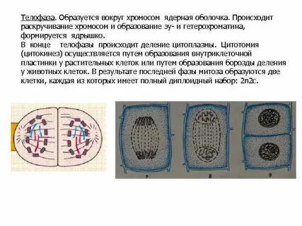 Образуются 2 клетки