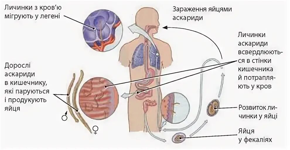 39. Аскарида. Морфология, цикл развития, пути заражения, патогенное действие, ме