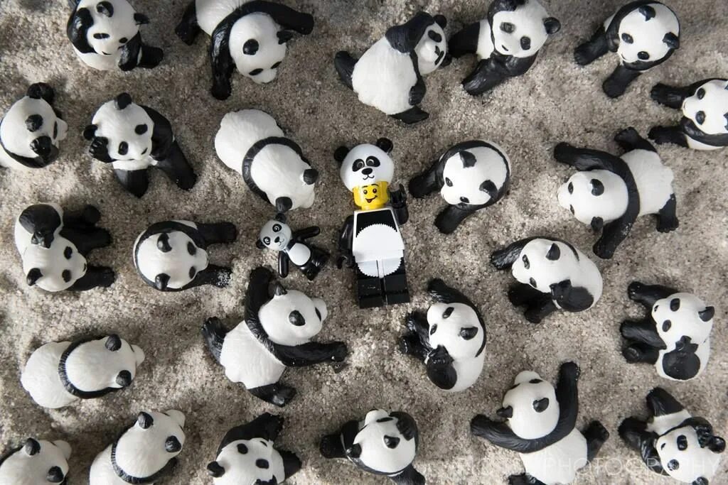 Pandas buy