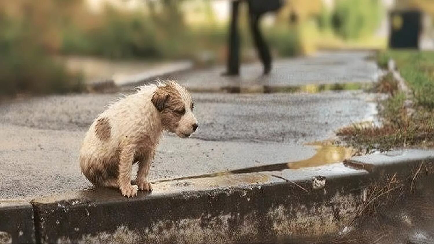 Бездомные животные. Бездомные собаки. Бездомные животные на улице. Как стать бесполезным