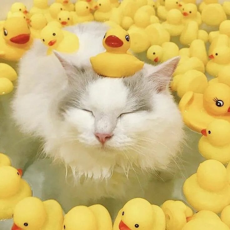 Cat duck. Кошка с уточками. Котик с уточками в Вано. Кот в ванне с уточками. Милые котики.