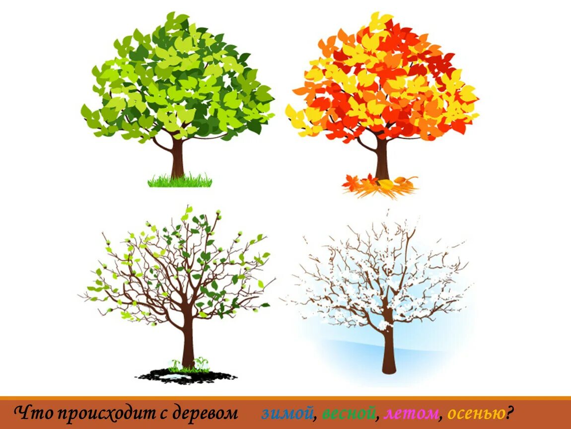 Яблоня в разные времена года. Дерево летом и осенью. Летнее и осеннее дерево. Дерево летом осенью зимой и весной.