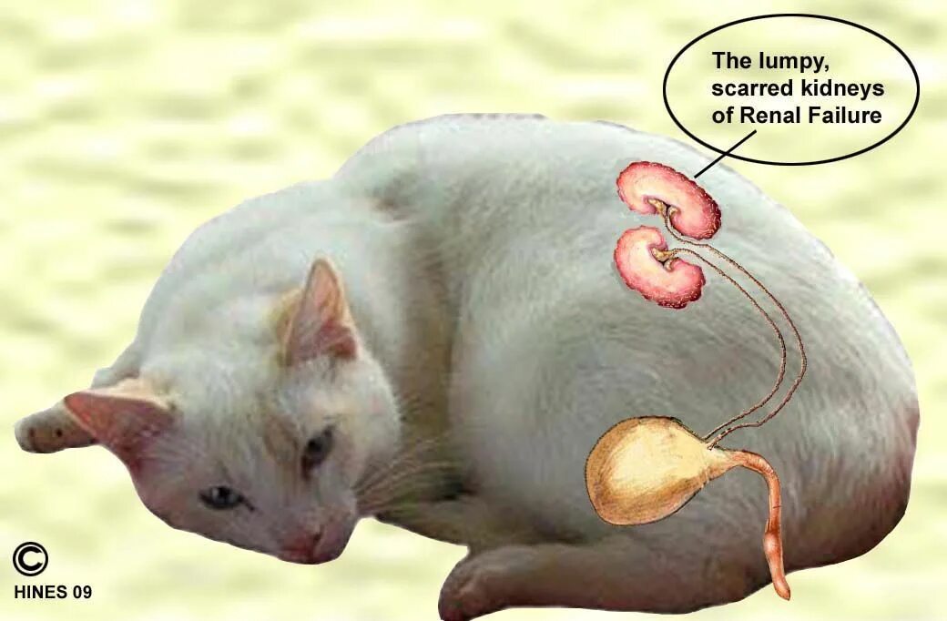 Kedimin Tüyleri Çok Dökülüyor Sebebi Ne Olabilir? Dog allergies, Cat fleas, Cat 