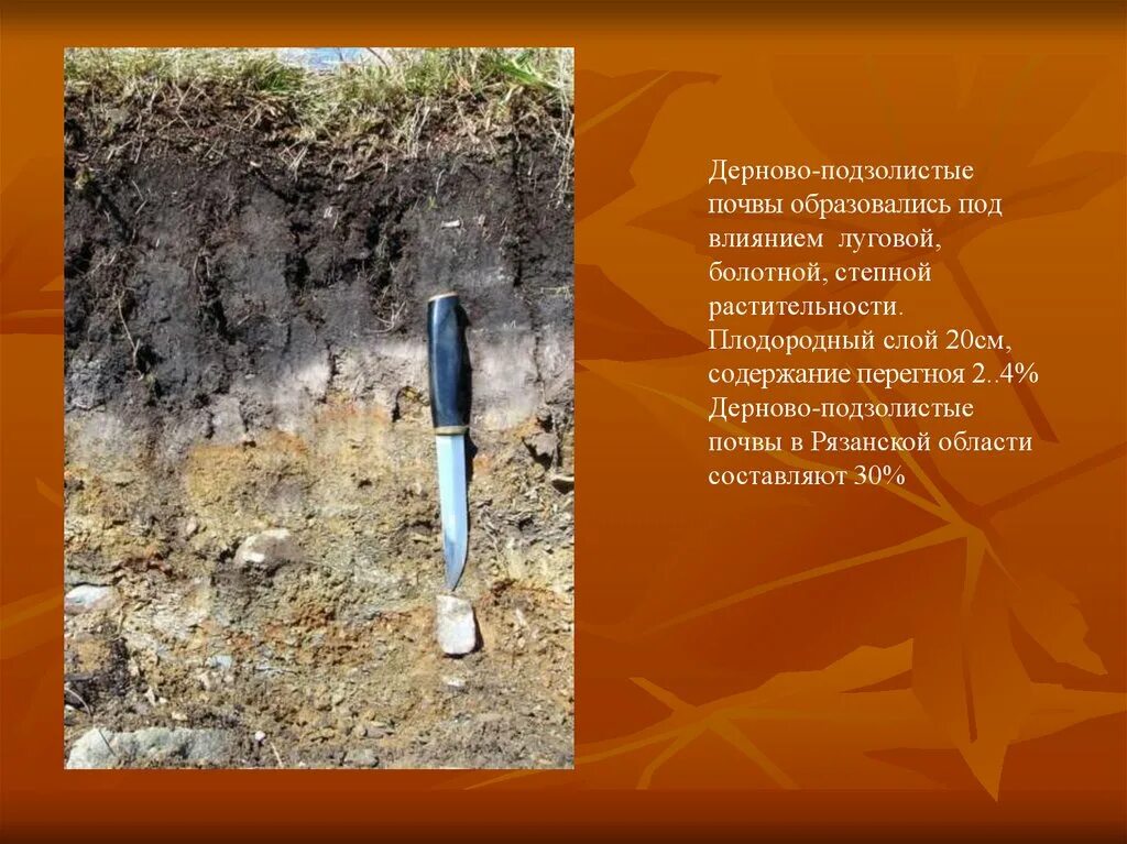 Между какими широтами распространены подзолистые почвы. Подзолистые почвы плодородие. сообщение о подзолистой почве. дерново-подзолистые почвы. подзолистые почвы презентация.