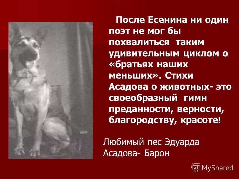 Стих есенина корова. Асадов стихи о животных. Стихи Асадова про животных. Асадов стихи о животных самые лучшие.