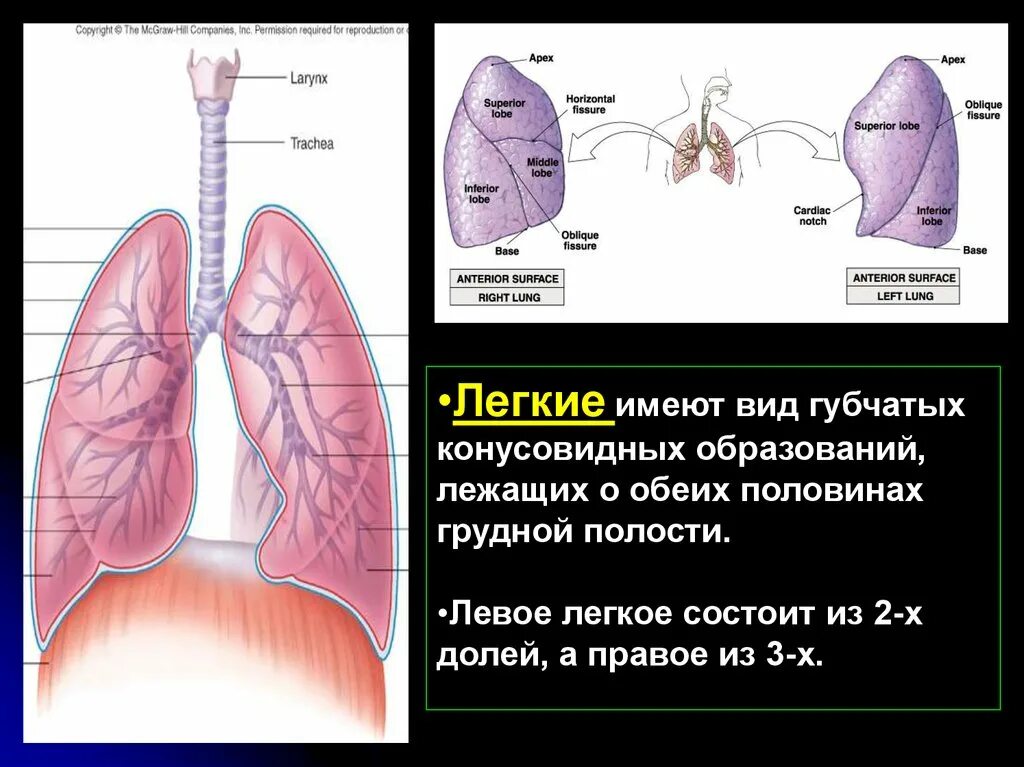 Правое легкое сколько долей. Левое легкое состоит из. Правое легкое состоит из. Левое легкое состоит из долей. Правое легкое состоит из двух долей.