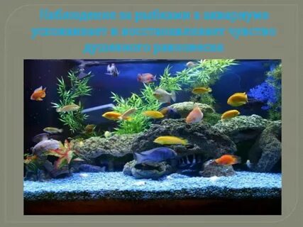 Золотая рыбка наблюдение