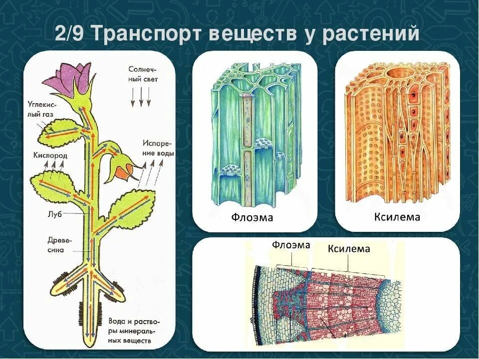 Ткани растений Ксилема флоэма. Ксилема флоэма камбий. Ксилема и флоэма это ткани. Волокна ксилемы. Лабораторная работа по биологии передвижение воды