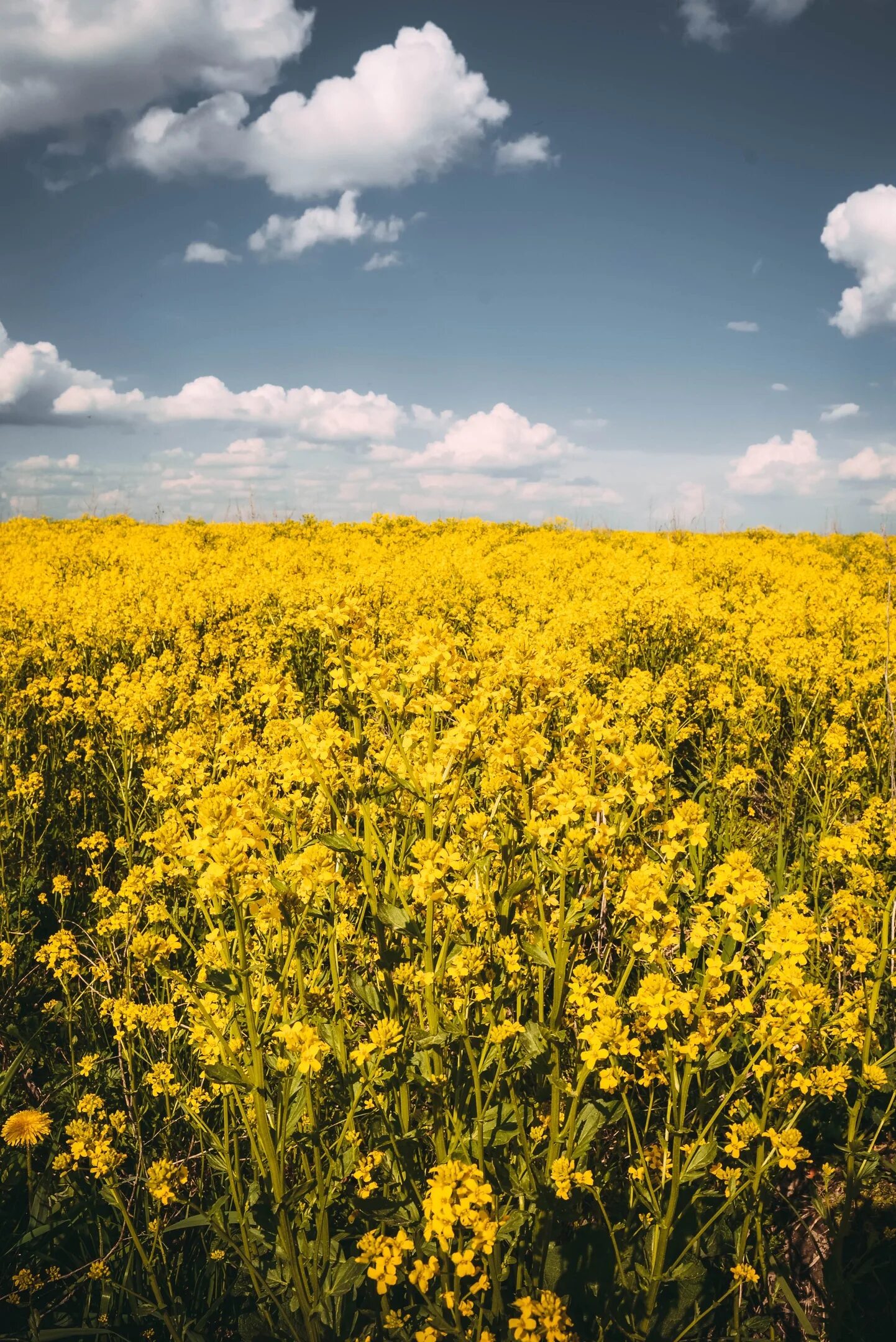Поля новгородской области. Поля новгородской области. Заливные луга. Деревня светицы любытинского района. Поле новгород.