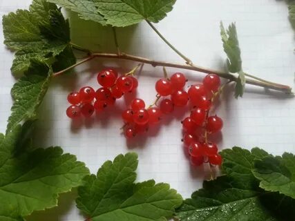 Смородина тест