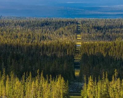 Лес 7 букв