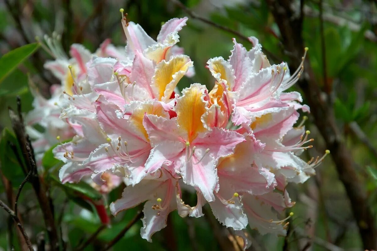 Сколько цветет рододендрон. Рододендрон Западный Rhododendron occidentale. Рододендрон в субтропиках.