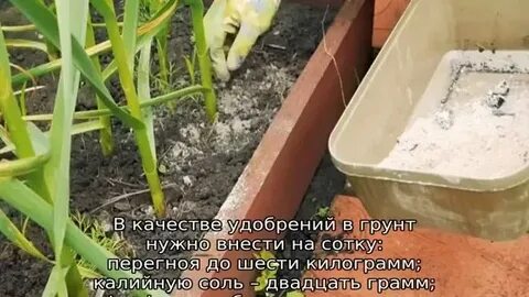 Какие удобрения для чеснока осенью