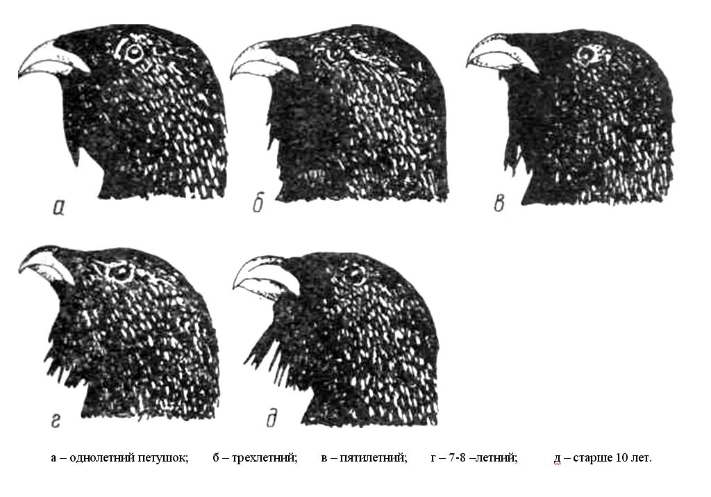 Как отличить молодую от старой. Определить Возраст кур. Внешний вид курицы. Как определить Возраст курицы. Как определить Возраст куририцы.