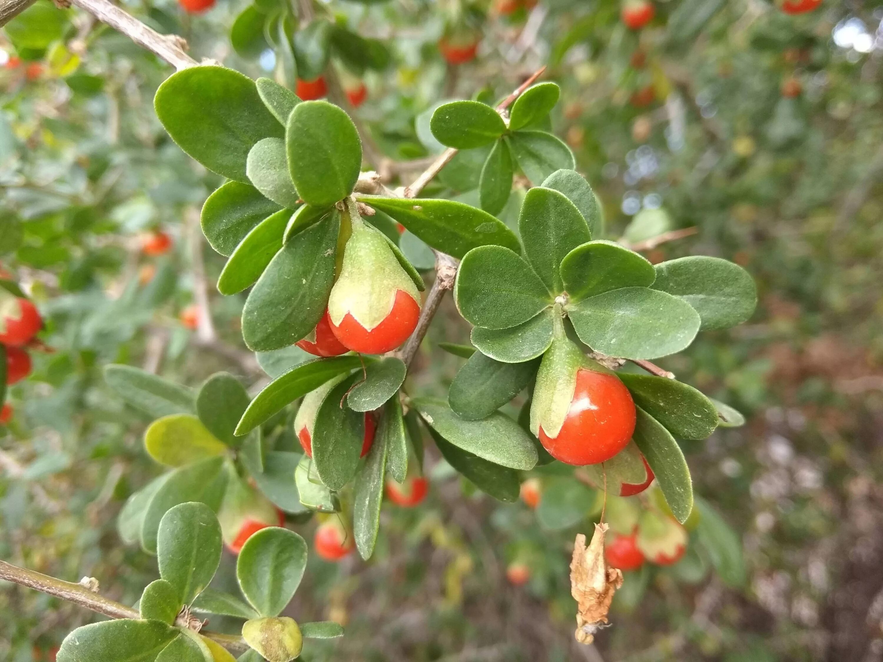 колючий кустарник дереза. дереза лиана. дереза ягоды годжи. ягода дереза 5 букв первая е. ягода дереза 5 букв первая е.