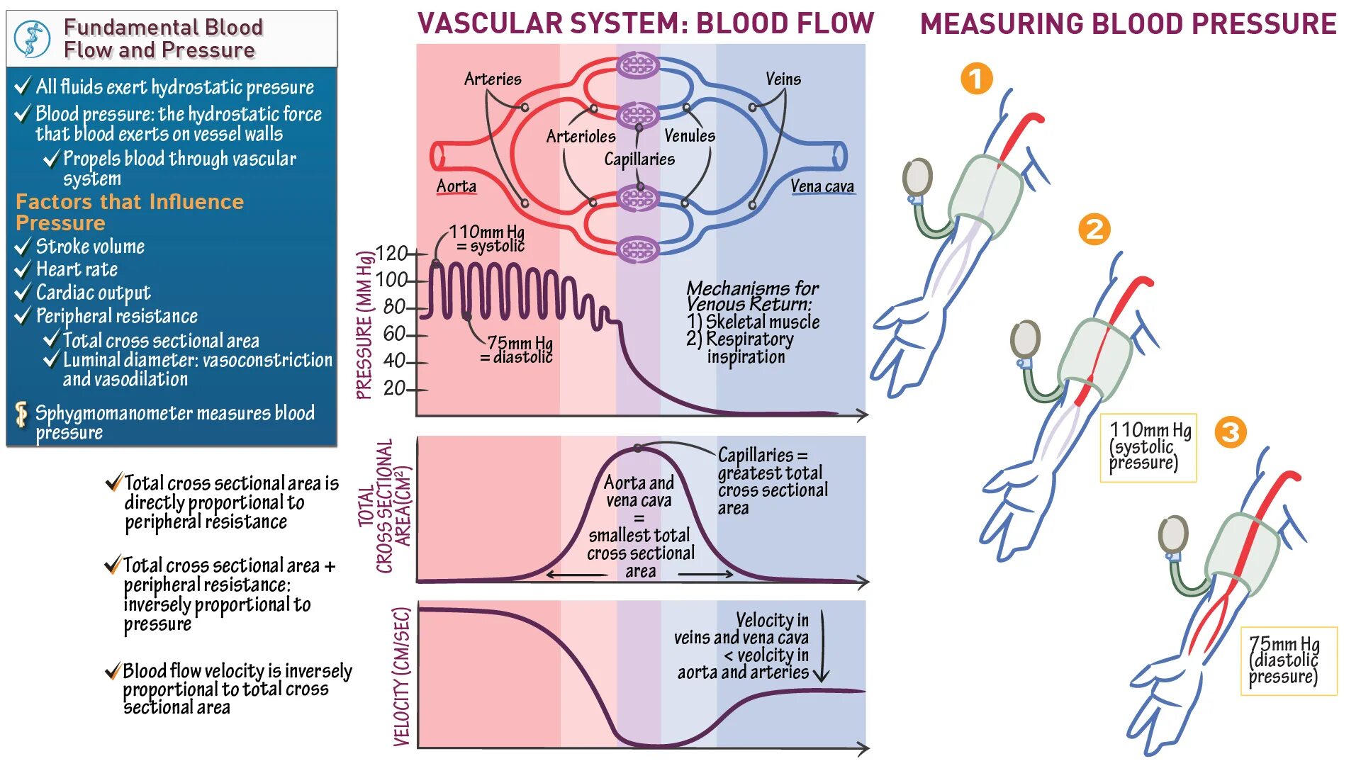 Flow pressure. Measuring blood flow. blood flow velocity in vessels. blood pressure,linear and volume velocity of blood hemodynemics. steps of blood flow.