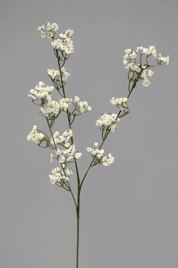 Цветы похожие на гипсофилы. Гипсофила дикая белая. Gypsophila elegans. Гипсофила дикая белая. Гипсофила метельчатая ползучая.