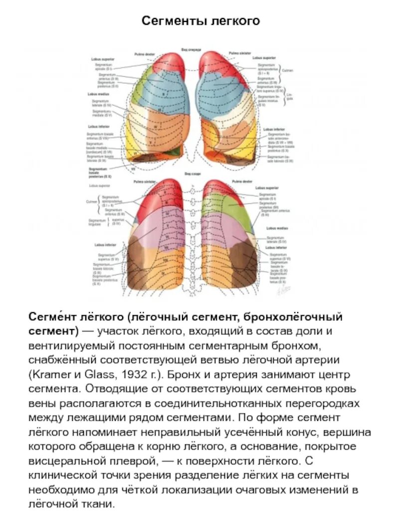 Сегмент легкого это. Деление легких на доли и сегменты. сегменты с4 и с5 входят в состав доли правого легкого:. разделение лёгких на сегменты. бронхолегочные сегменты левого легкого.