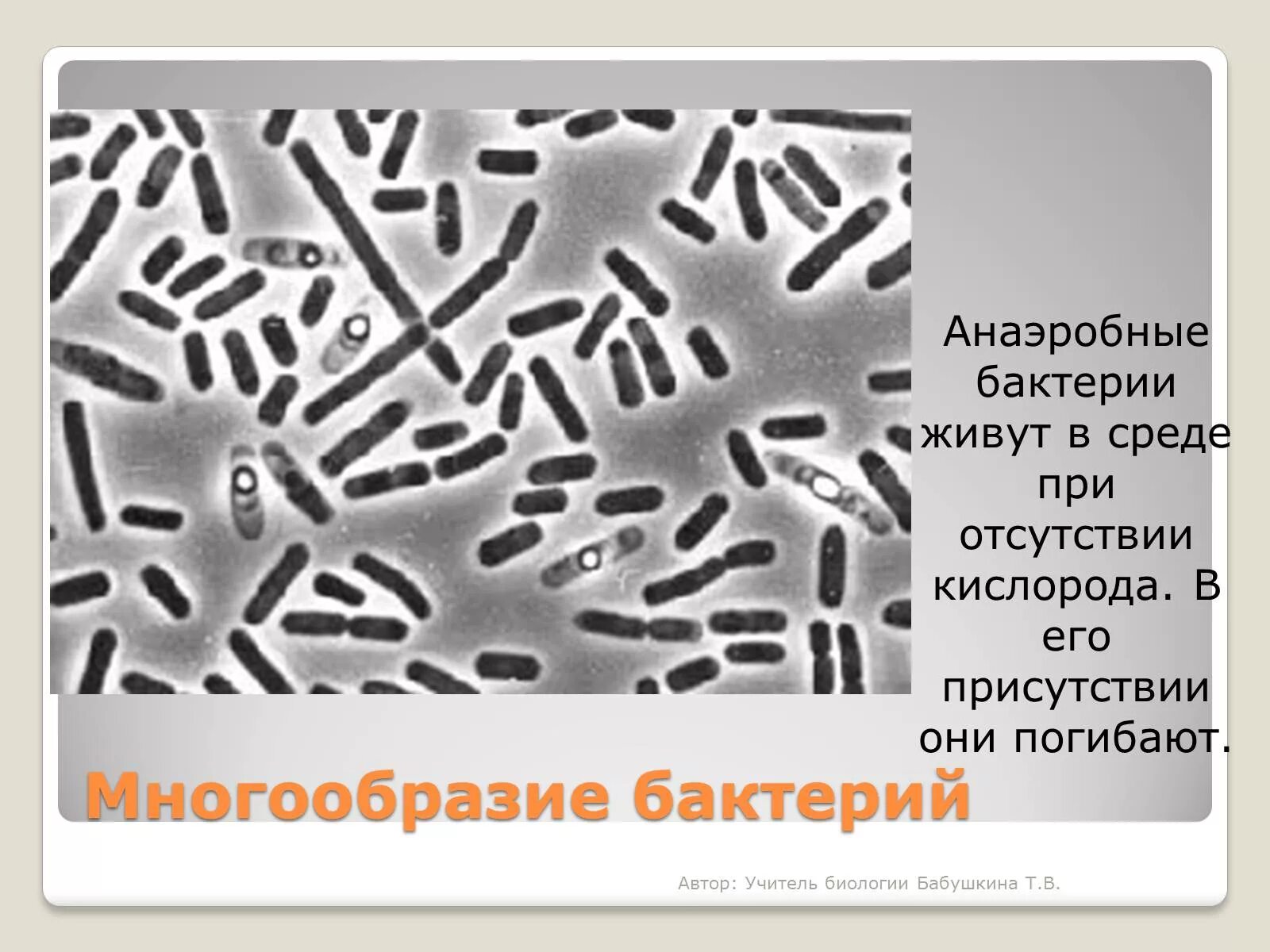 Бактерии анаэробы. Разнообразие бактерий. Анаэробные бактерии обитают. Презентация на тему царство бактерий.