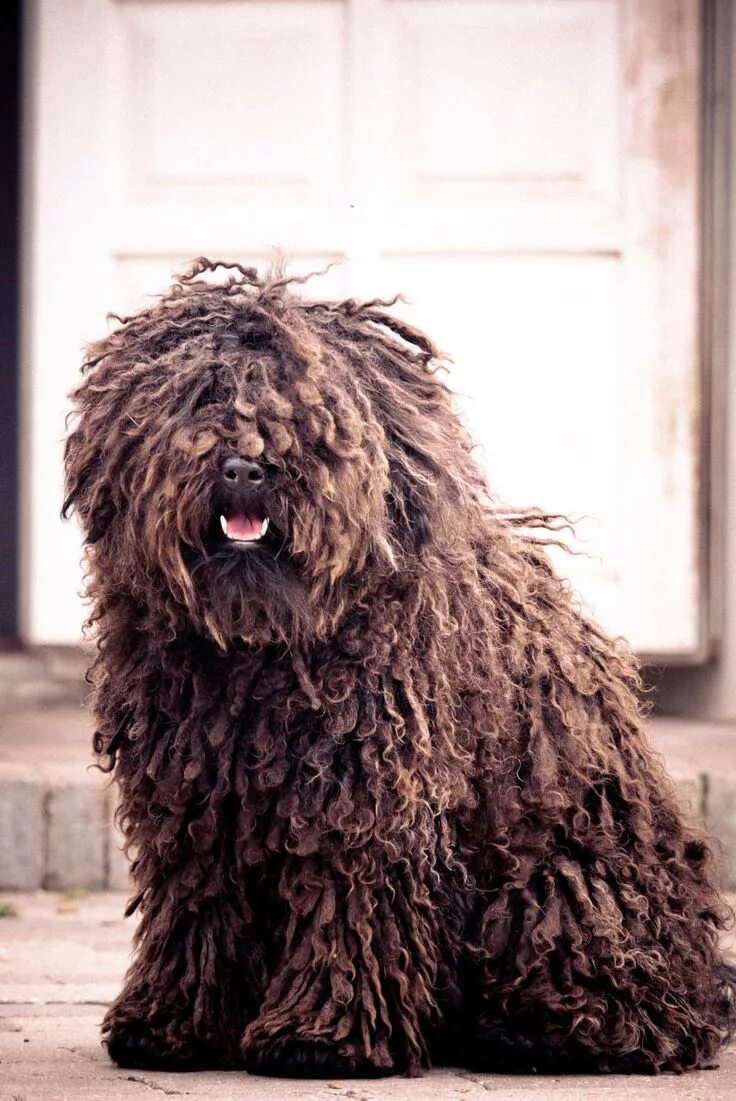 Pin de Alex em Х Puli (Hungarian Water Dog) Cães raros, Cães, Fotos de cachorros