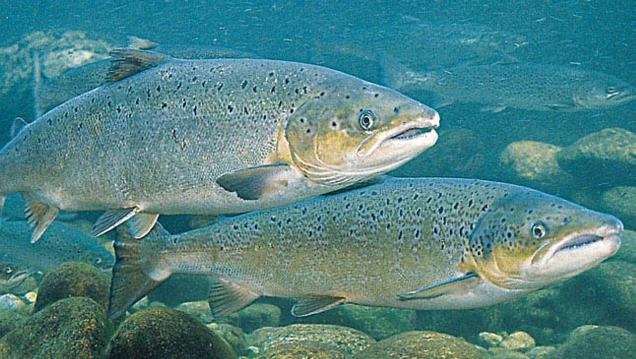 Крупные лососевые рыбы. Атлантический лосось Salmo Salar. Атлантический лосось (семга) (Salmo Salar). Чавыча дикий лосось. Терский лосось.