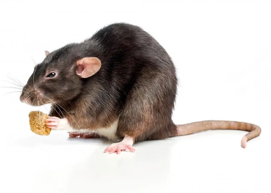 Крыса пасюк. Щур крыса. Крысята манкс. Серая крыса пасюк крупная. Серая крыса агути.