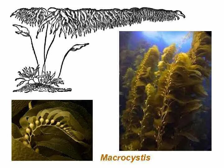 Водоросли прикрепляются с помощью. Бурая водоросль (macrocystis pyrifera),. макроцистис и хлорелла. строение водоросли макроцистис. макроцистис индийский океан.