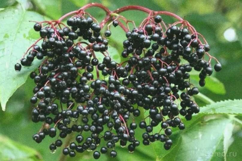 черный предназначить. черный предназначить. зонт черно зеленый. гранитный щебень черный. черный предназначить.