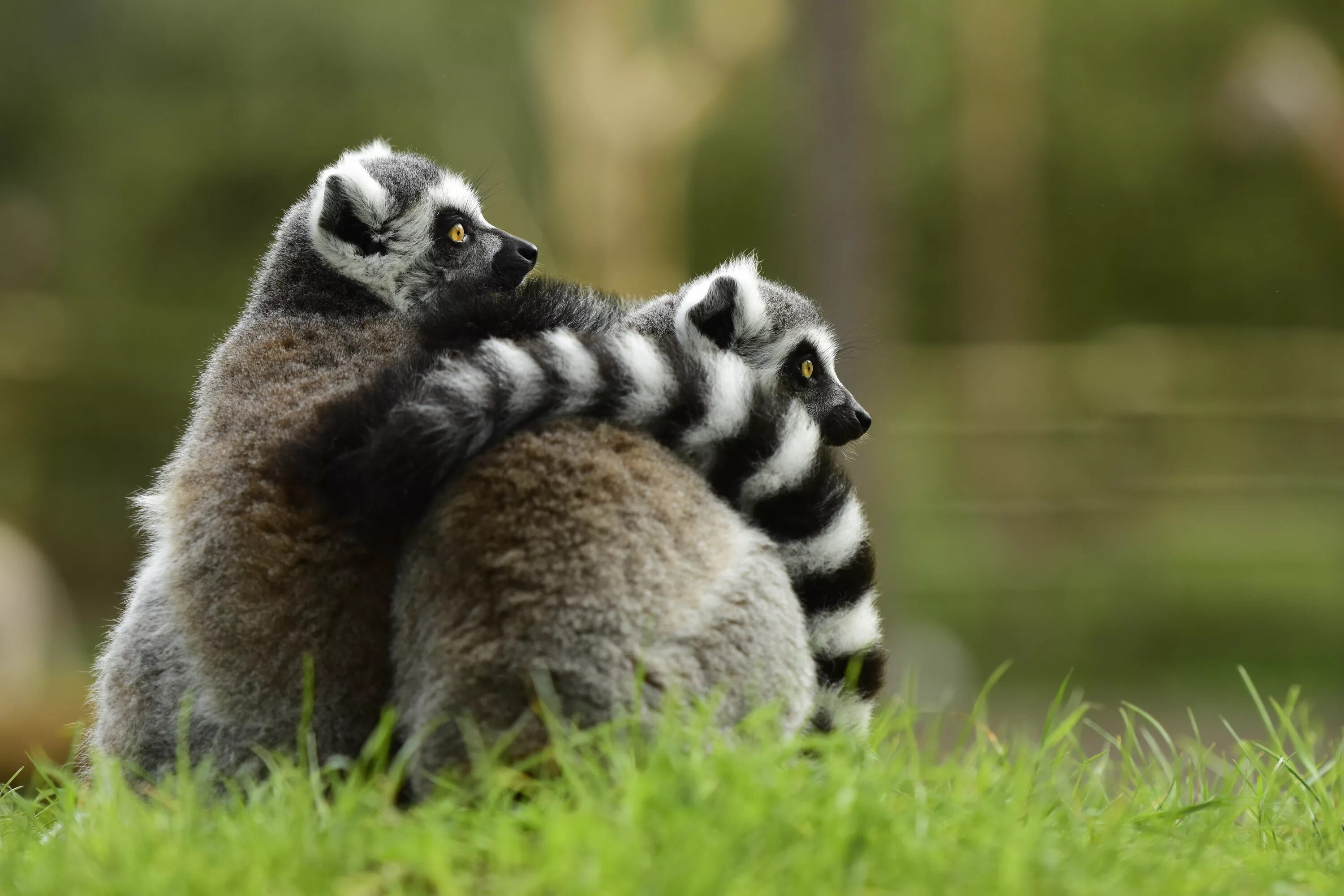 Animal coupling. Кошачий лемур. Лемур и енот. Животные обнимаются. Объятия животных.