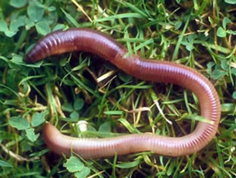 Дождевой червь обитатель. Дождевой червь выползок. Австралийский гигантский дождевой червь. Выползка дождевых червей. Выползок обыкновенный.