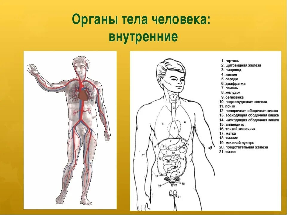 Роль органов человека. Организм человека схема. Строение органов человека. Тело человека внутренние органы.