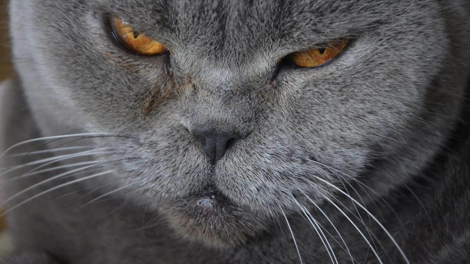 Злой британский кот. Злая британская короткошерстная кошка. Злой британский кот. Британская кошка злая. Шотландская вислоухая кошка злая.