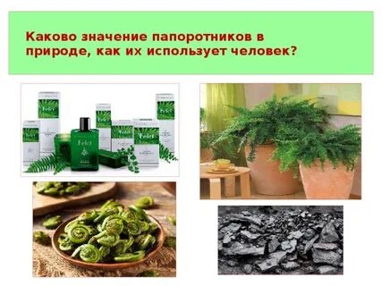 Папоротники значение для человека и природы