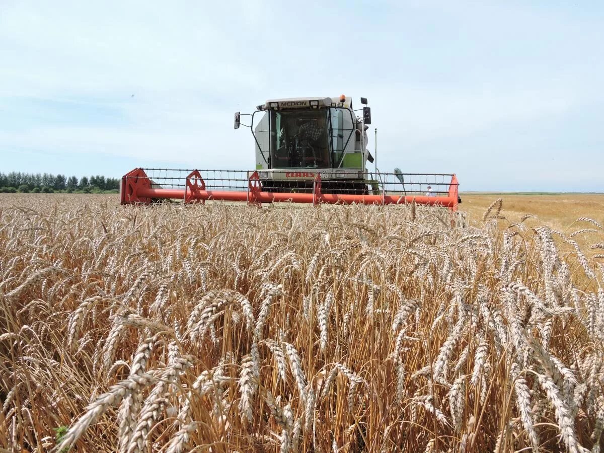 скотоводство белорусов. скотоводство у чувашей. сельское хозяйство кировской области. животноводство в чувашской республике. сельское хозяйство чувашской республики.