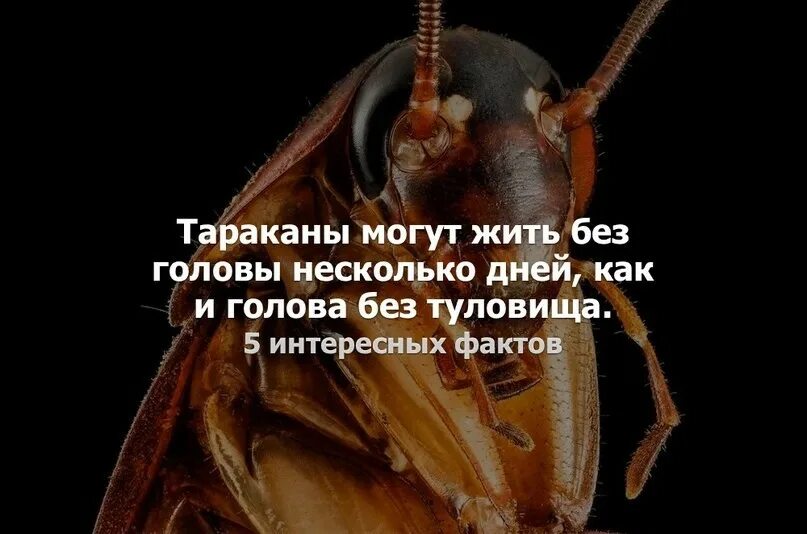 Таракан живет без воды. Таракан может прожить без головы. Таракан может жить без головы. Тараканы могут жить без головы. Тараканы живут без головы.