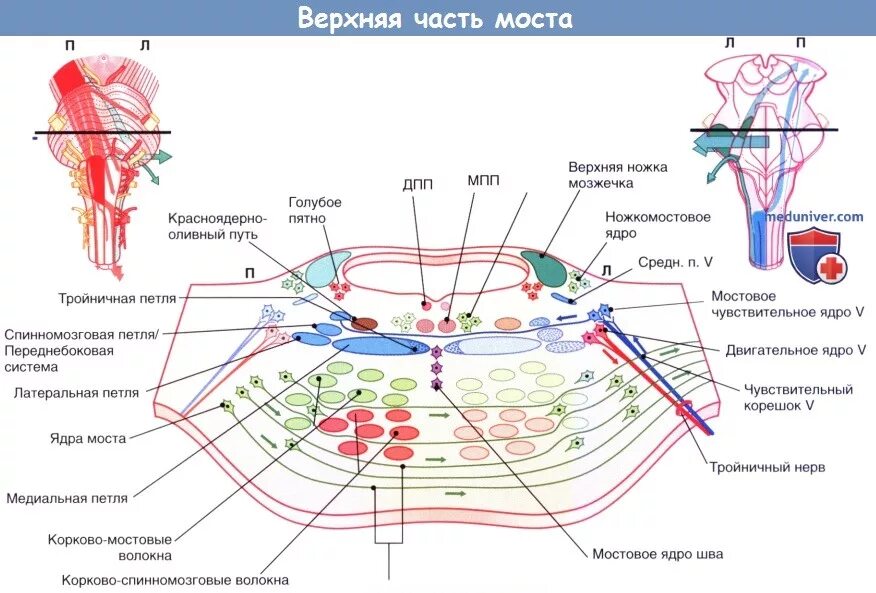 Ядра моста мозга. Проводящие пути варолиева моста. Строение моста на поперечном срезе. Проводящие пути моста анатомия. Внутреннее строение варолиева моста схема.