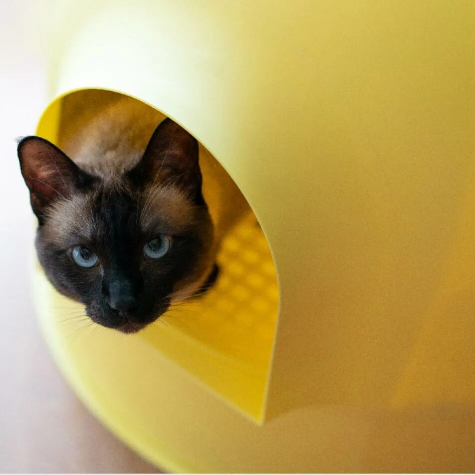 Кошка мс. Закрытый лоток для кошки pidan "иглу". Лоток для кошек желтый. Красивый лоток для кота. Сиамская кошка.