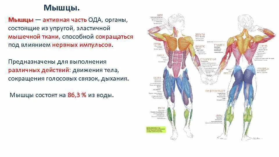 Активная мышца. Активная часть мышцы. Активно сокращающаяся часть мышцы это. Мышцы - активная часть Ода. Компоненты мышцы.