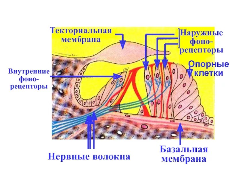 Рецепторы уха расположены. Рецепторные клетки слухового анализатора. слуховой анализатор волосковые клетки. рецепторы слухового анализатора интерорецепторы. волосковые клетки текториальная мембрана.
