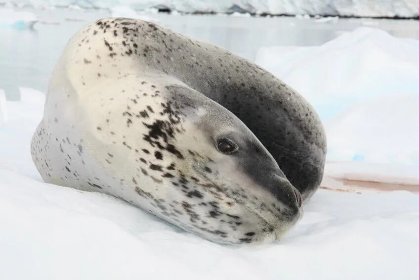 Тюлень крабоед в антарктиде. Кирсти браун морской леопард. Морской леопард и касатка. Антарктида тюлень морской леопард. Почему большинство животных антарктиды хищники.