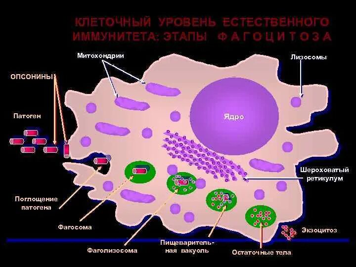 Тесты клеточный уровень. Иммунитет на клеточном уровне. Клеточный уровень. Клетки опсонины. Клеточный уровень организации жизни.