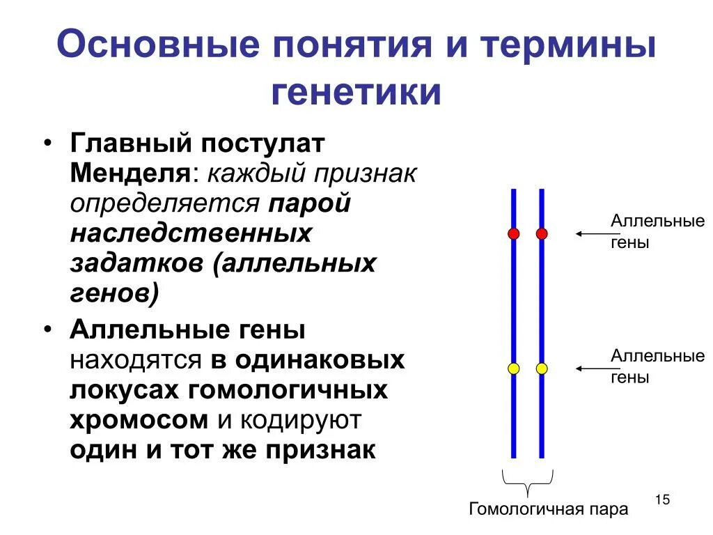 Аллельная пара генов это. Основные термины генетики. Генетика основные понятия и термины. Основные понятия в генетике.