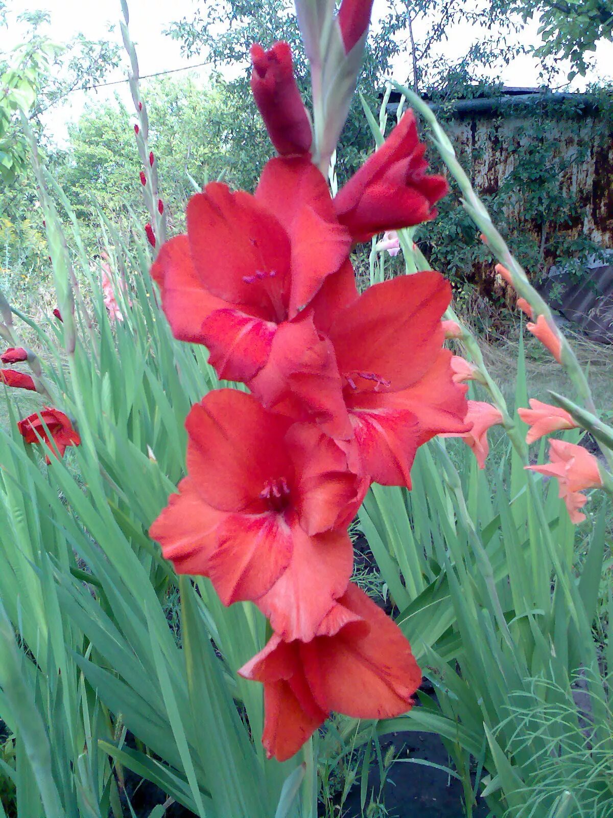 Гладиолус меч. Астры, гиацинты, гладиолусы. Гладиолус ромашка. Гладиолус ромашка. Гладиолус кью вива.