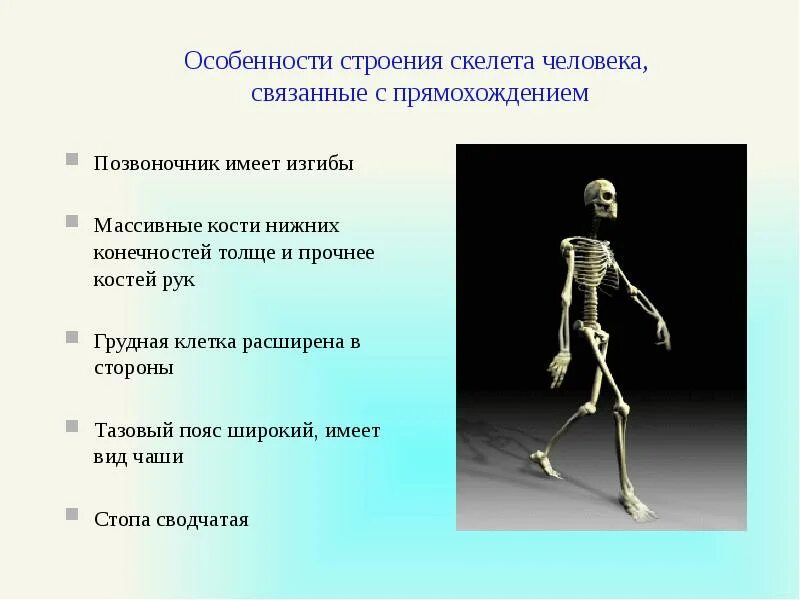 С прямохождением у человека появилась. Особенности строения скелета. Особенности строения скелета связанные с прямохождением. Приспособления скелета к прямохождению. Характеристика скелета.