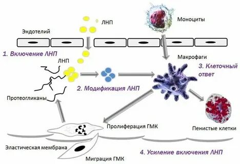 Рецепторы макрофагов