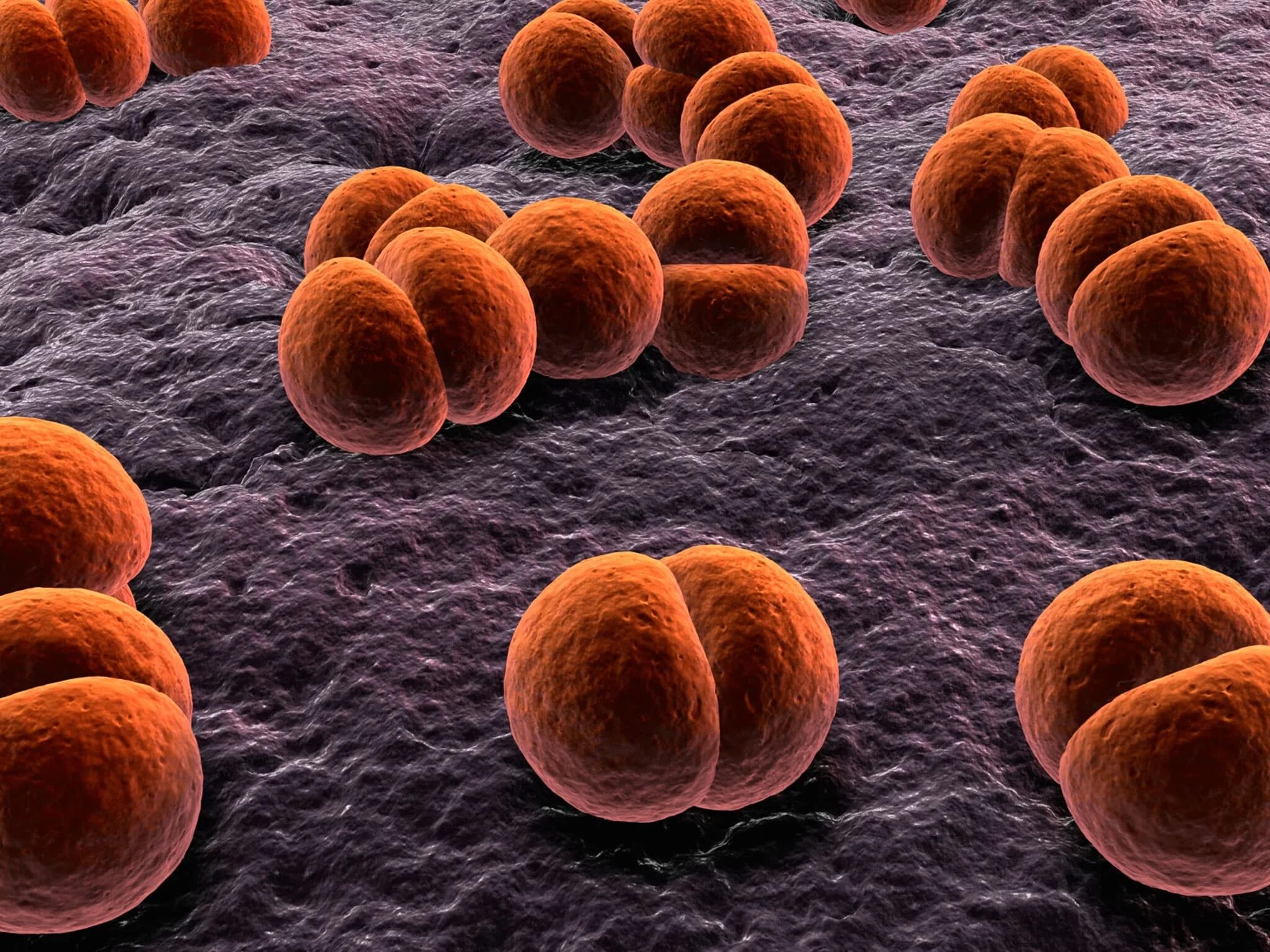 Диплококки менингококки. Менингококк диплококк neisseria meningitidis. Нейссерия гонорея микробиология. Neisseria spp. Neisseria spp.